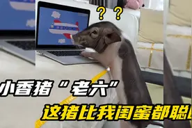 小香猪”老六“坐拥500万粉丝 网友：这猪比我闺蜜都聪明