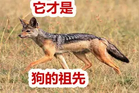 狗的祖先不光有狼，还有这种动物，让田园犬的性格大变视频封面