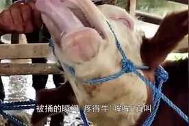 为何牛都要穿鼻环？一根大铁钉直接捅穿牛鼻，疼得牛“哞哞”直叫视频封面