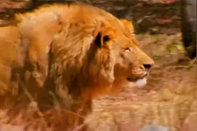 杀手：非洲部落喜欢猎杀狮子，就连未成年的孩童，都敢直面狮子！视频封面