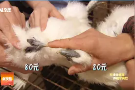 两只被称作神鸟的泰和乌鸡长一样，为何一只卖80元一只卖20元？视频封面