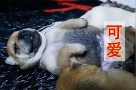 小奶狗睡姿有多萌？胖乎乎的样子萌化了，超自愈视频封面