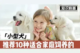 推荐10种适合家庭饲养的小型犬，非常可爱，特别适合在城市中饲养视频封面