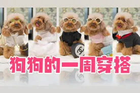 狗狗到底有多精致？来看看小泰迪一周穿搭，7天不重样！视频封面