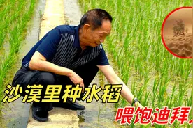 中国人在迪拜沙漠种出水稻，海水灌溉盐碱地成良田？怎么做到的？视频封面