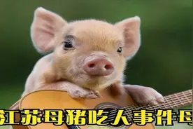 猪竟然会吃人？江苏2岁男童被猪咬死，猪肚子里找到部分遗骸！视频封面