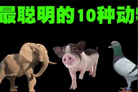最聪明的10种动物排行，猪竟然也在这个榜单中！视频封面