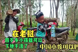 老挝到了雨季死了好多橡胶树，只收拾拿回家烧火，这烧的都是钱啊视频封面