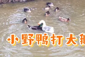 十几斤重的大白鹅，竟被一只鸭子打成这样，鹅为何打不还手？