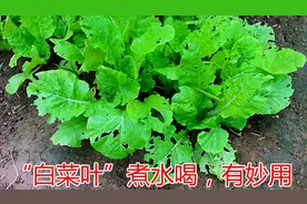 白菜叶煮水喝，厉害了！能解决不少烦恼，男女朋友应该看的妙用视频封面