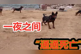 招谁惹谁了？国产顶级猛犬莱州红犬，一夜之间通通“死亡”视频封面