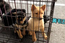 黄毛红鼻小土狗，阿伯看上就200元爽快买下了，认真看看是条五红视频封面