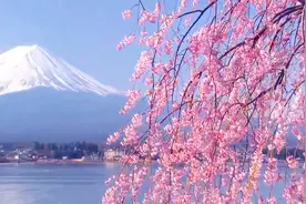 富士山下樱花开了，站在樱花树下，抬头凝望，瞬间晃了神视频封面