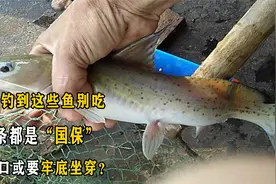 野外钓到这些鱼别吃，每条都是“国保”，吃一口或要牢底坐穿？视频封面