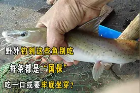 野外钓到这些鱼别吃，每条都是“国保”，吃一口或要牢底坐穿？视频封面