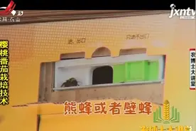 番茄樱桃属自花授粉作物，冬春茬棚内条件差，可买蜜蜂授粉视频封面