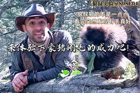 狼叔野外试验-你知道被豪猪倒刺扎一下是什么感觉吗?视频封面