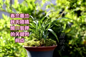 春兰蕙兰秋分以后，还能施磷酸二氢钾？掌握这个时间节点效果更好