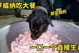 凶猛的罗威纳食欲大开，300鸡头一口一个直接吞，主人直呼真厉害视频封面