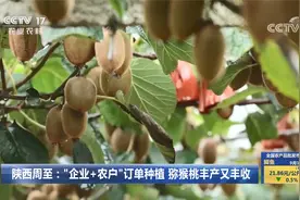 陕西周至：“企业+农户”订单种植 猕猴桃丰产又丰收视频封面
