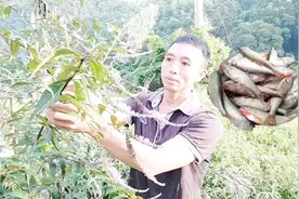 可以捕鱼的醉鱼草你认识吗？开的花很香很漂亮，您知道它的用途吗