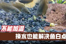 冷水鱼怕热不能加温，鱼白点病怎么治？坚持换水也能消灭小瓜虫视频封面