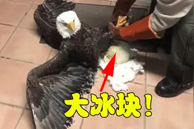 白头海雕尾部拖着大冰块，被好心大叔所救，对人类从恐惧到躺平！视频封面