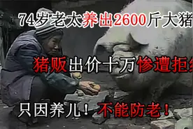 湖南74岁老人将猪养至两千斤，背后真相瞠目结舌，养儿不如养猪？视频封面