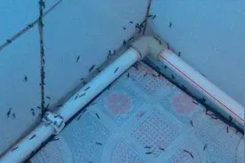 卫生间有小黑虫怎么办？1个简单小方法，轻松去除视频封面