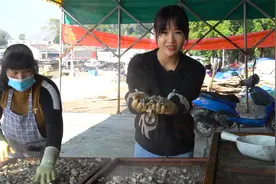 阿渔妹用1000斤生蚝熬制蚝油，成品比想象还珍贵，过程太诱人了视频封面