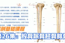 解剖基础课程，谈大腿小腿4条重要骨头：股骨，髌骨，胫骨和腓骨视频封面