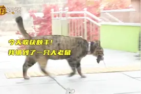 “甜蜜负担”！流浪猫被小姐姐收养后为感恩 每天抓老鼠蛇送主人视频封面