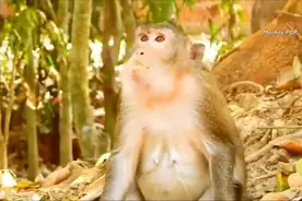 猴妈照顾幼崽，就连续呕吐不止，难道是又怀孕了，孕吐？视频封面
