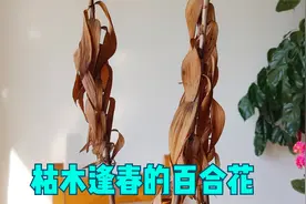 百合花会假死，干枯后又“枯木逢春”，发了新芽视频封面