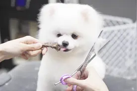 博美犬性格调皮爱捣蛋，修型也不老实，技师用妙招狗狗乖乖听话视频封面