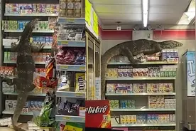 泰国一2米长巨蜥闯进便利店 奋力攀爬横冲直撞 现场民众受惊尖叫视频封面
