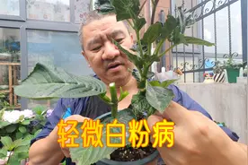 家里绣球轻微的“白粉病”怎么治？园艺人分享简单方法！视频封面