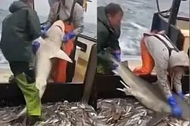 鲨鱼被捕后拒回大海，在甲板上张嘴拼命大口干饭，船员无奈又好笑视频封面