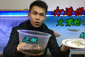 招财猫鱼日常喂食，准备了虾仁和泥鳅，它们会更喜欢吃哪个视频封面