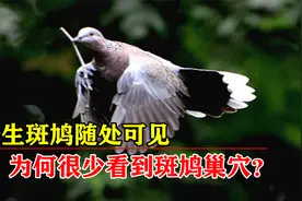 国内野生斑鸠随处可见，为何很少见其巢穴？鸠占鹊巢的原来不是它视频封面