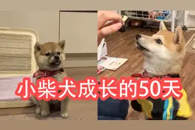 小柴犬的成长，50天变化也太大了吧视频封面