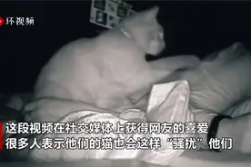 女子睡醒感到疲惫，查看监控发现半夜被猫打了四个小时视频封面