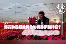 超级凤仙，超级好养，四季开花！超级凤仙养护分享与扦插教学视频封面