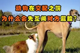 为什么动物在交配前，会先闻闻对方的屁股？是害怕被拒绝吗？视频封面