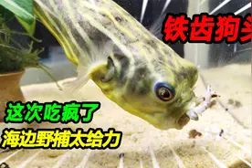 海边野采的7种猛货海鲜成功入缸，带毒狗头吃疯了，寄居蟹壳爆碎视频封面