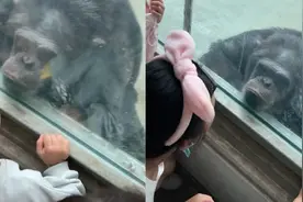 游客隔着玻璃亲吻大猩猩，不料遭“区别对待”，一个举动笑喷网友视频封面
