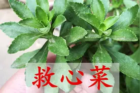 救心菜别名“高钙菜”，3个妙用厉害了？老人小孩需要它视频封面