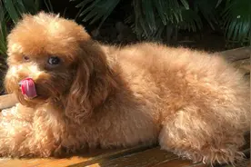 #科学养宠# 狗狗最爱你的五个表现，你家的狗狗也有吗？视频封面
