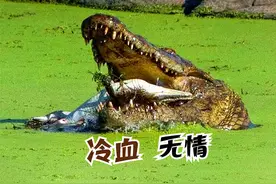 实拍鳄鱼在岸边晒太阳，突然从背后窜出一只雄性巨鳄咬住雌鳄狂甩视频封面