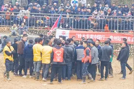 牛王被打跑了，可怜巴巴的；对方要赔它1888！这样合理吗？视频封面
